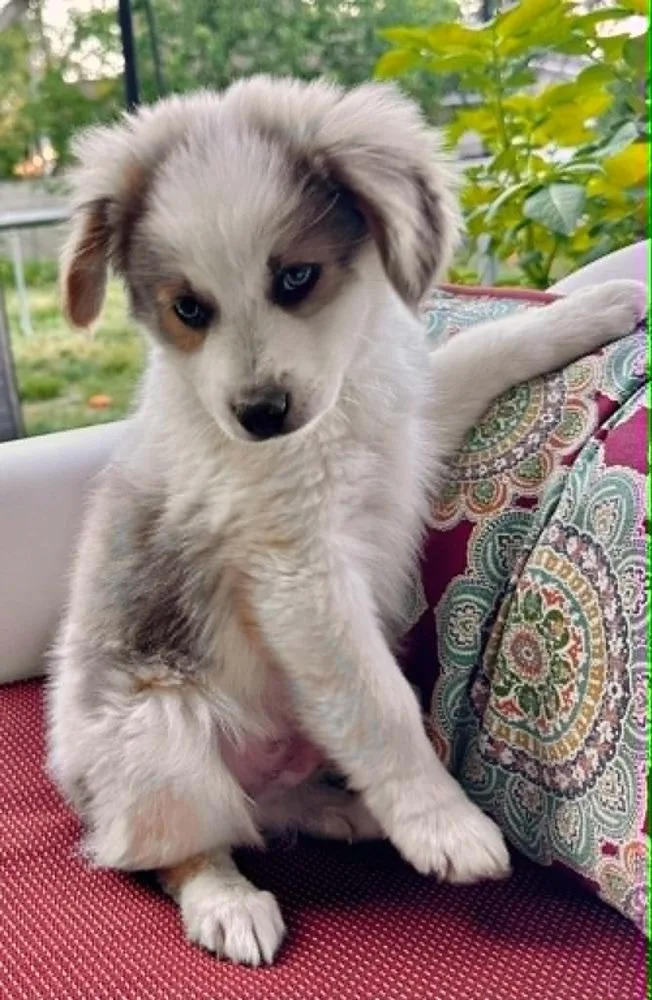 Kira