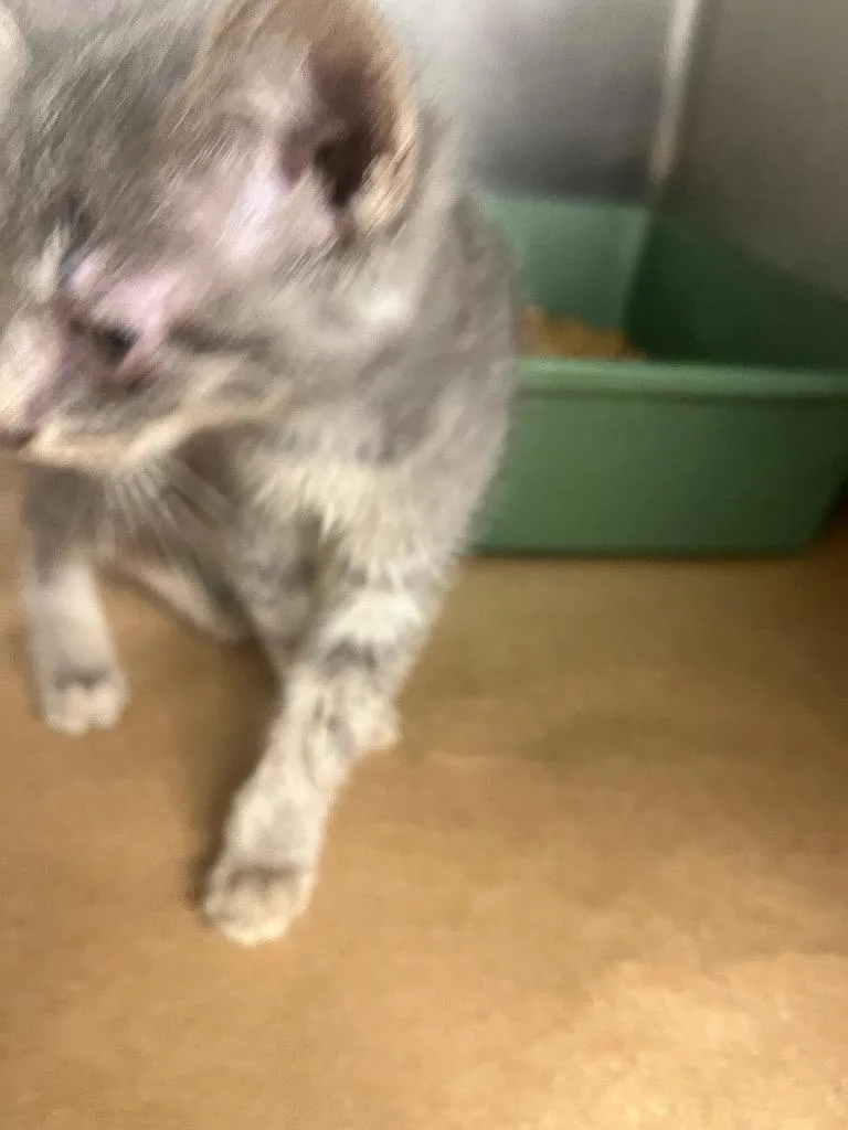 A baby small-sized female Domestic Short Hair cat named Audrey for adoption in Cartersville , GA