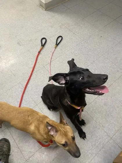 A baby medium-sized female Labrador Retriever dog named Beauty for adoption in Hobart, IN