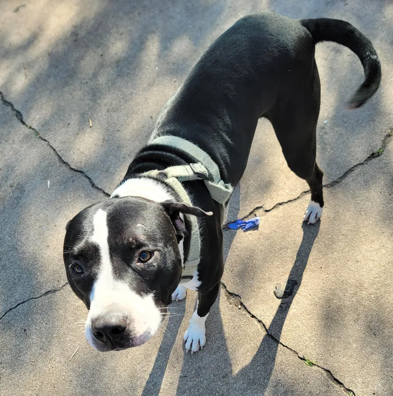 A young medium-sized male Black Terrier dog named Blythe for adoption in Houston, TX