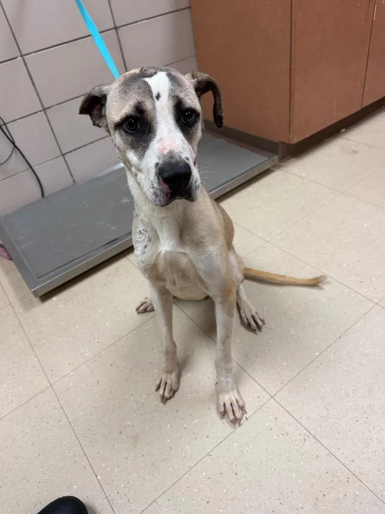 A young medium-sized female Mixed Breed dog named Gwen for adoption in Bossier City, LA
