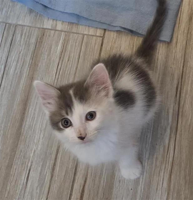 A baby small-sized male Domestic Short Hair cat named Finn for adoption in Sacramento, CA