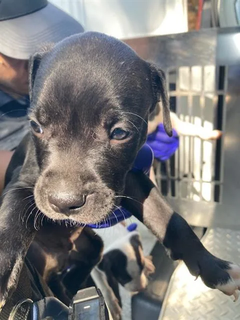 A baby large-sized male Pit Bull Terrier dog named Ike for adoption in Dallas, TX
