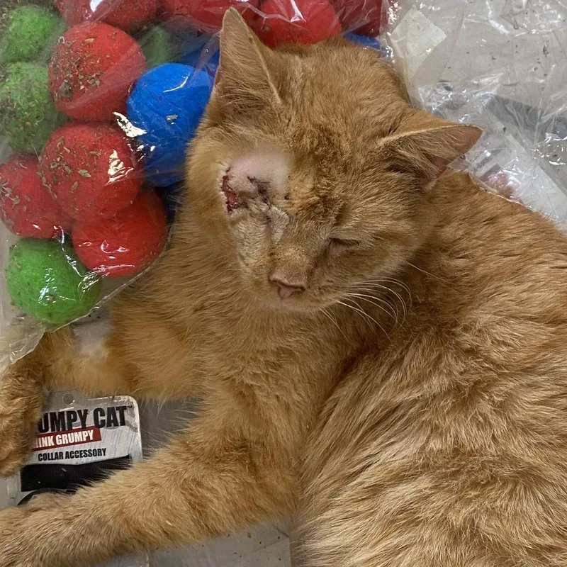 An adult medium-sized male Domestic Short Hair cat named Spare Rib for adoption in Mansfield, OH