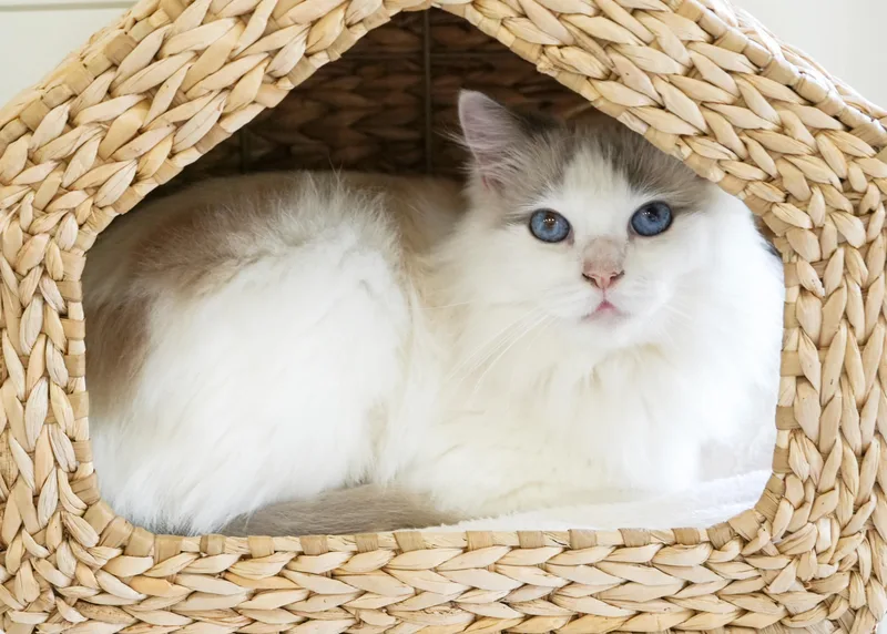 An adult medium-sized male Cream Point Ragdoll cat named Garmadon is well... epic for adoption in Bedford Hills, NY