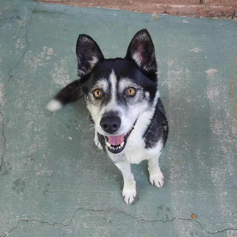 A senior medium-sized male Black Mixed Breed dog named Jimbo for adoption in Chattanooga, TN