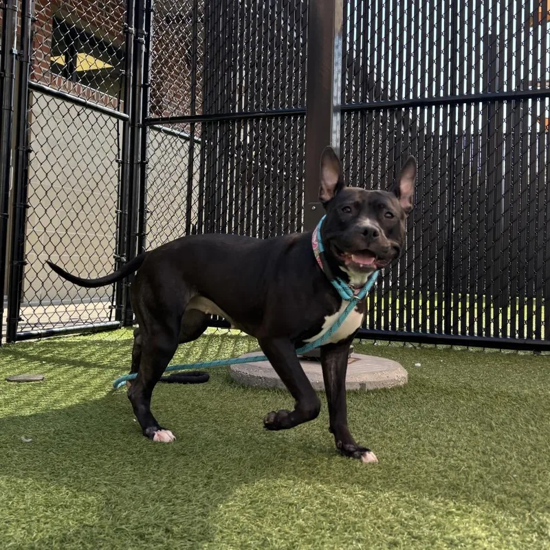 Sheeba Joy thumbnail 3