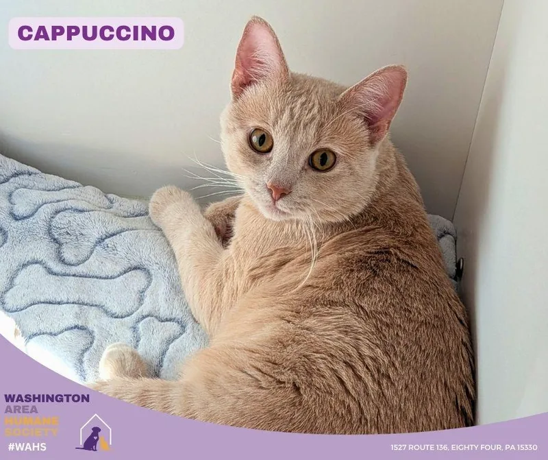 An adult large-sized male Buff / Tan / Fawn Domestic Short Hair cat named Cappuccino for adoption in Eighty Four, PA