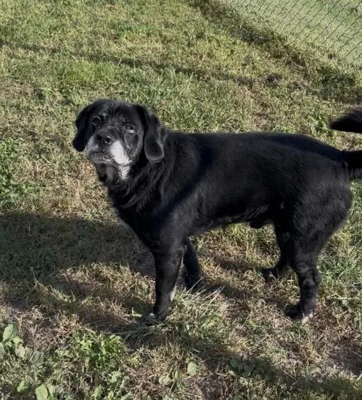 A senior medium-sized male Black Labrador Retriever dog named Diesel for adoption in Chillicothe, MO
