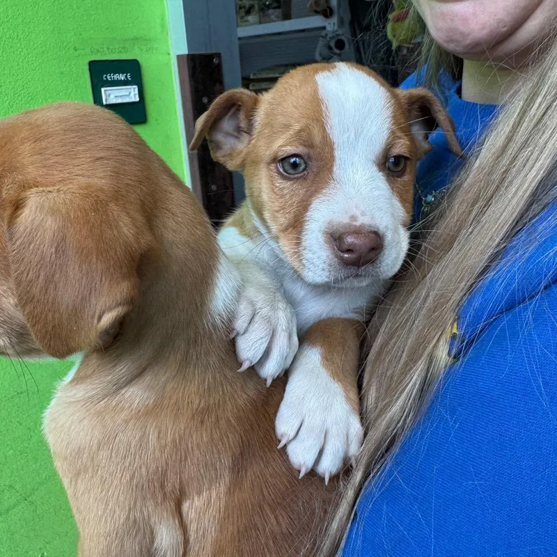 A baby small-sized female Apricot / Beige Border Collie dog named Carrot for adoption in Tacoma, WA