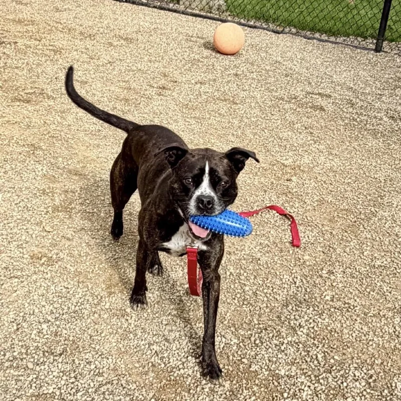 An adult medium-sized male Brindle Boxer dog named Gage for adoption in Columbia Station, OH