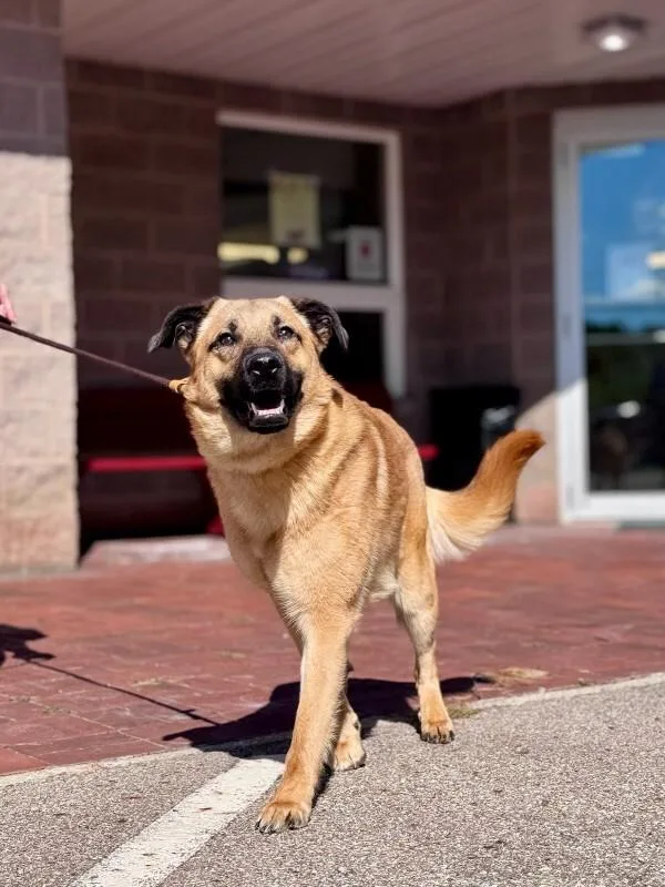An adult medium-sized male Yellow / Tan / Blond / Fawn Shepherd dog named Dakota for adoption in Wooster, OH