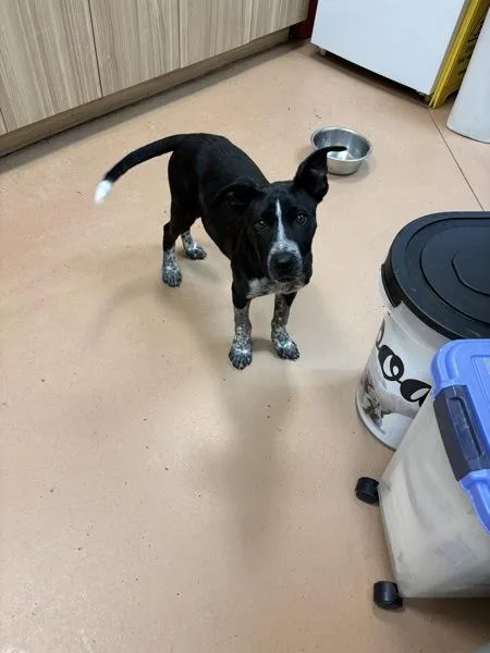 A baby medium-sized male Australian Cattle Dog / Blue Heeler dog named Tux for adoption in Kennewick, WA