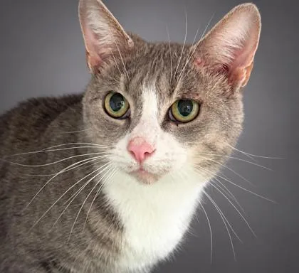 An adult small-sized female Domestic Short Hair cat named Bowser for adoption in Bowling Green, KY