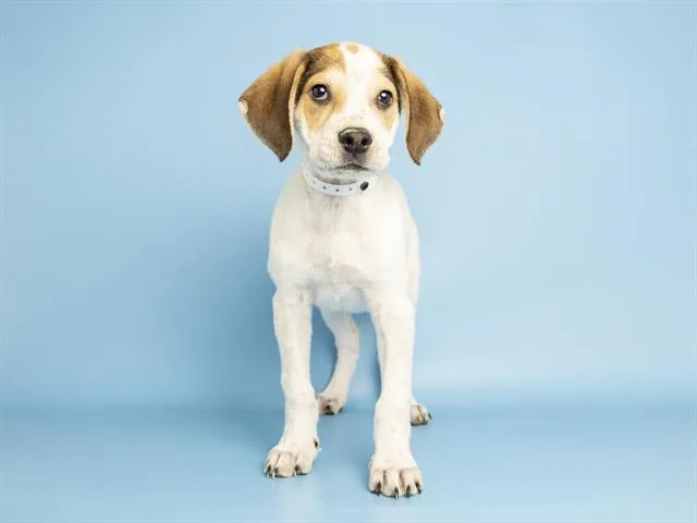 A baby small-sized male Australian Cattle Dog / Blue Heeler dog named Tubbs for adoption in Phoenix, AZ
