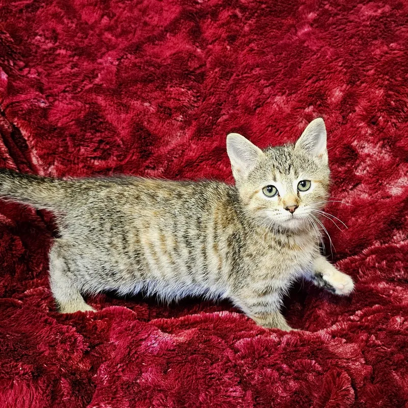 A baby medium-sized female Torbie cat named Sophie for adoption in Searcy, AR