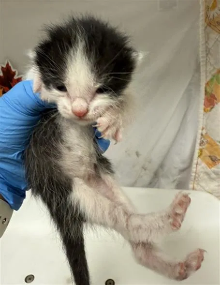 A young small-sized male Domestic Short Hair cat named Alex for adoption in Riverside, CA