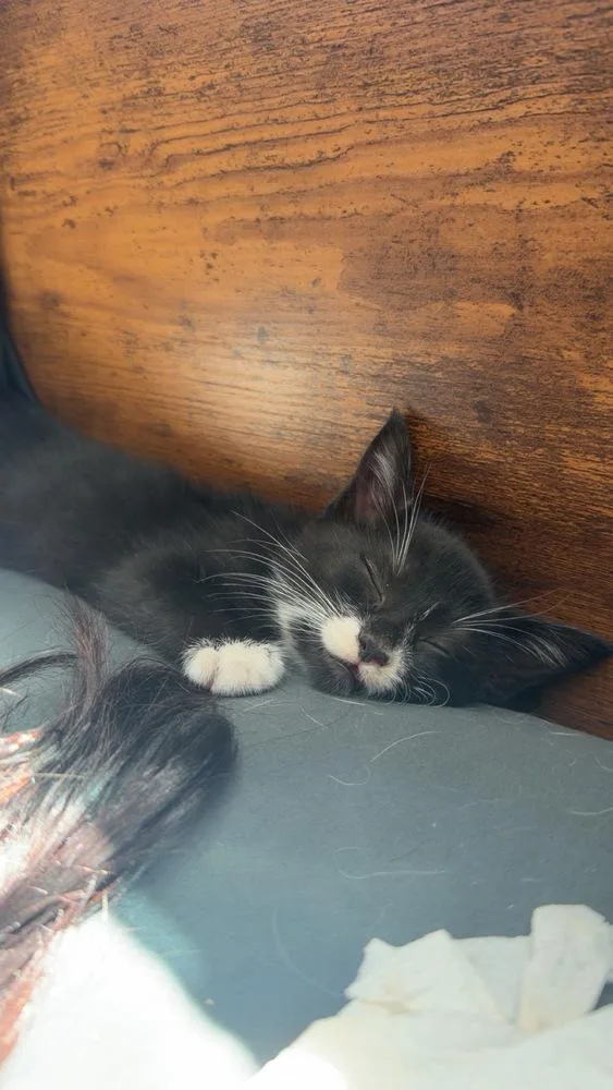 A baby small-sized male Black & White / Tuxedo Domestic Short Hair cat named Apollo for adoption in Salmon, ID