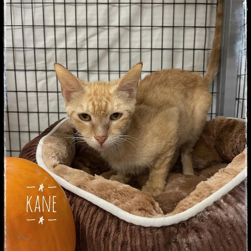 A young medium-sized male Orange / Red Domestic Short Hair cat named Kane for adoption in Sarasota, FL