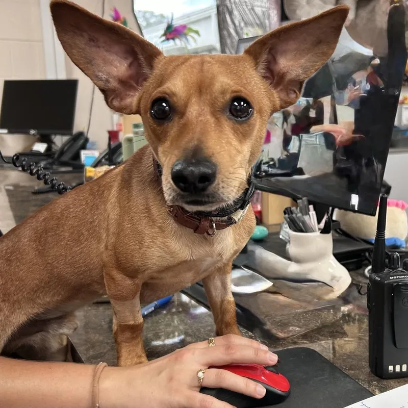 Flapjack thumbnail 3