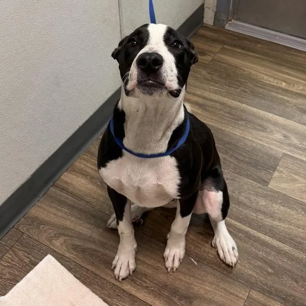 A young large-sized male Pit Bull Terrier dog named Hulk for adoption in San Diego, CA