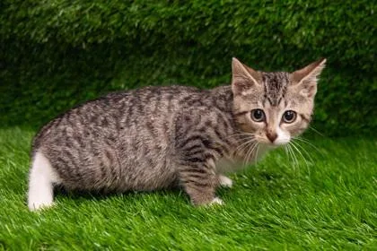 An adult small-sized male Domestic Short Hair cat named Jasper for adoption in West Chester, PA