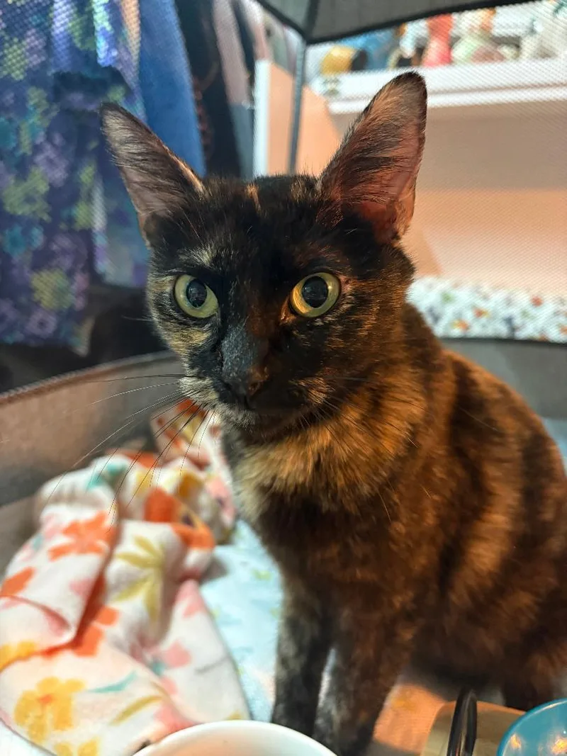 An adult medium-sized female Domestic Short Hair cat named Tori for adoption in Antioch, CA