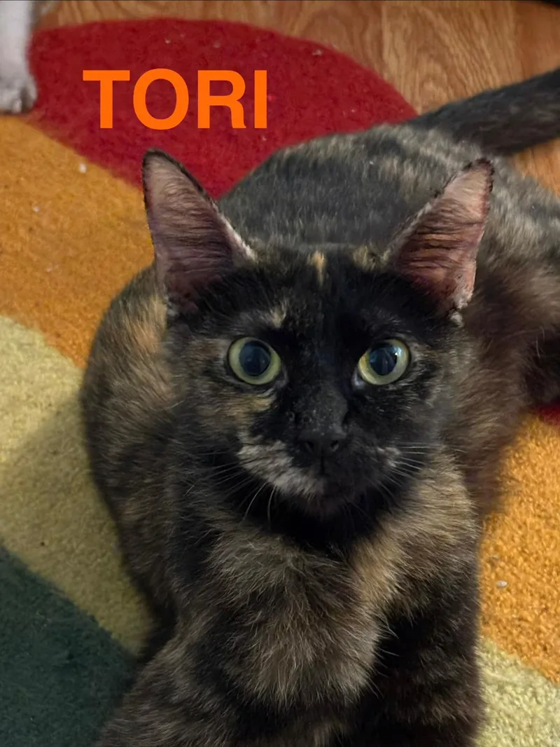 Tori thumbnail 3