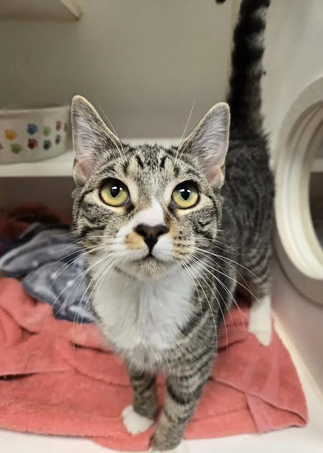 Precious And Midnight thumbnail 2