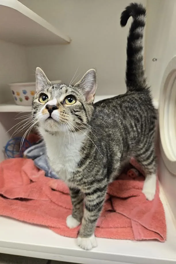 Precious And Midnight