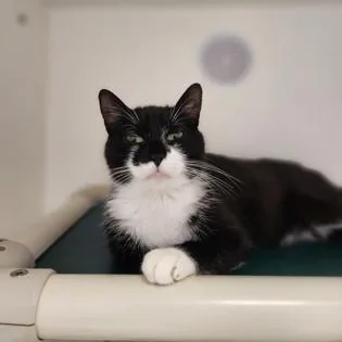 A young medium-sized female Black & White / Tuxedo Domestic Short Hair cat named Barclay for adoption in Cooperstown, NY