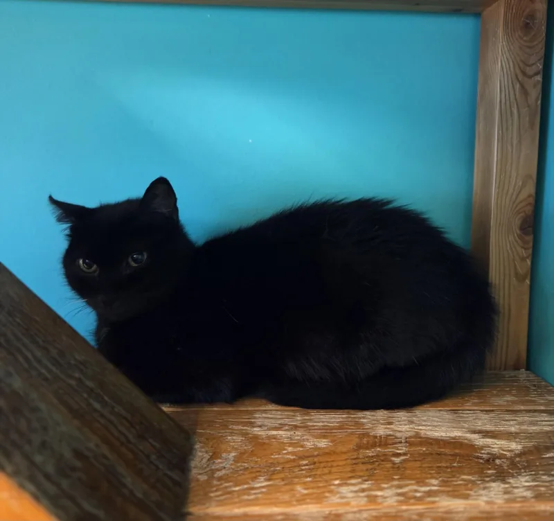 An adult medium-sized female Black Domestic Short Hair cat named Nori for adoption in Brookings, SD