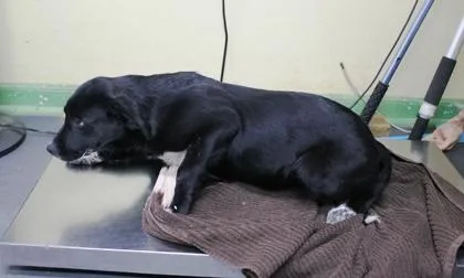 A baby large-sized female Labrador Retriever dog named Fiona for adoption in Picayune, MS