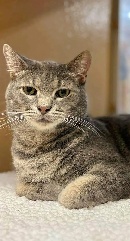 An adult medium-sized male Domestic Short Hair cat named Finn for adoption in Chicago, IL