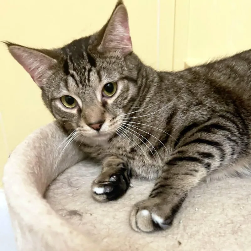 Pot Sticker thumbnail 2