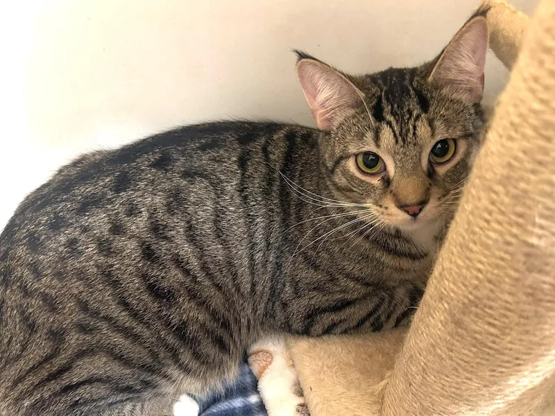 Pot Sticker thumbnail 3