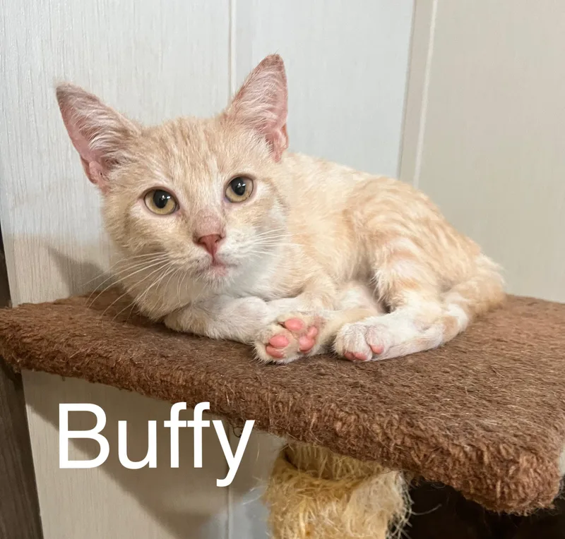 Buffy