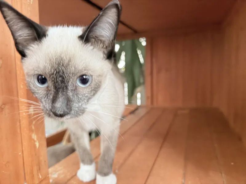 A baby medium-sized male Blue Cream Siamese cat named Jacob for adoption in Oceanside, CA