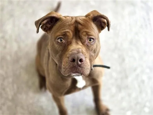 A young large-sized female Pit Bull Terrier dog named Jamie for adoption in Saint Louis, MO