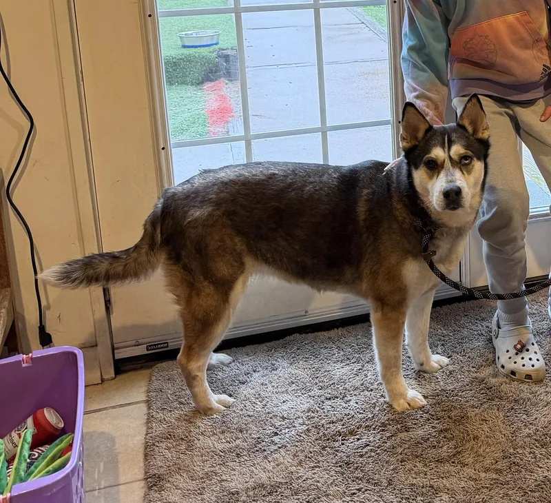 An adult medium-sized female Bicolor Siberian Husky dog named Dakota for adoption in Spring City, PA