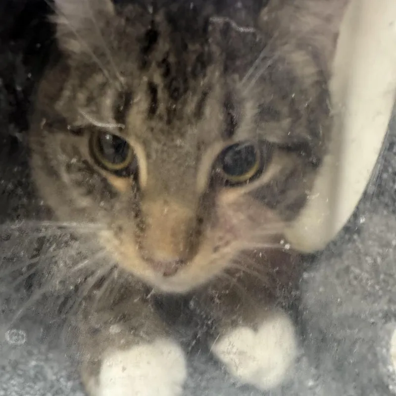 An adult large-sized male White Domestic Short Hair cat named Butterscotch for adoption in Newark, NJ