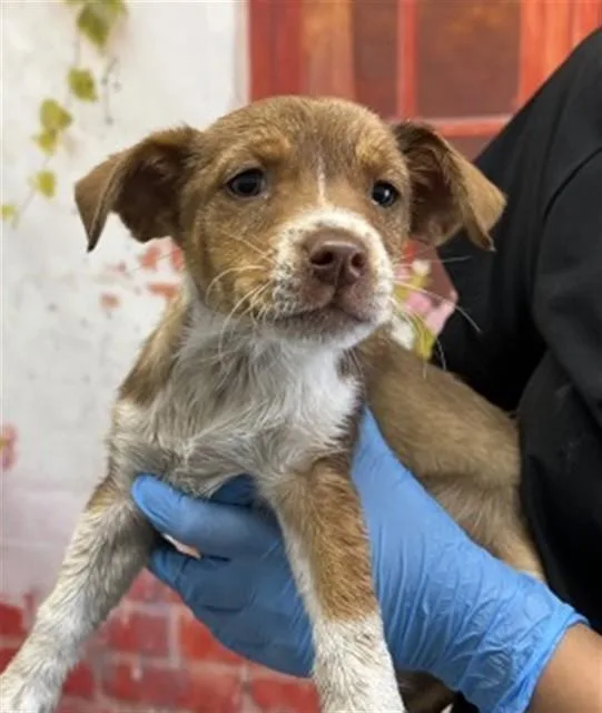 A baby small-sized male Chihuahua dog named Lincoln for adoption in San Bernardino, CA