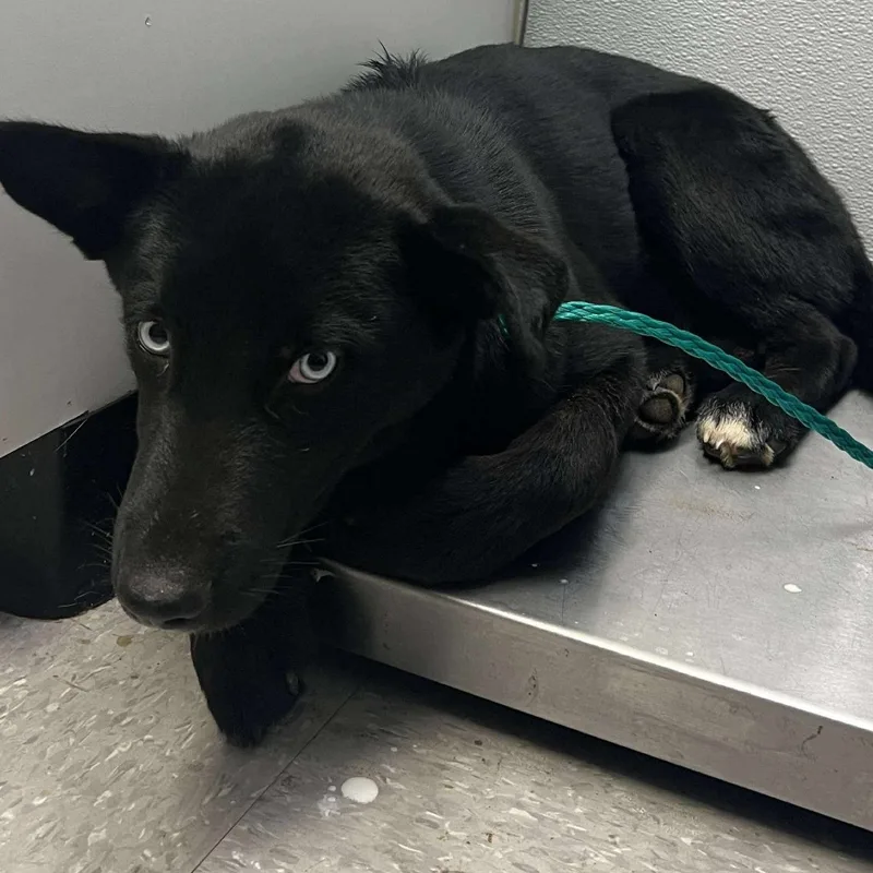 A young medium-sized male Husky dog named Yin for adoption in Bastrop, TX