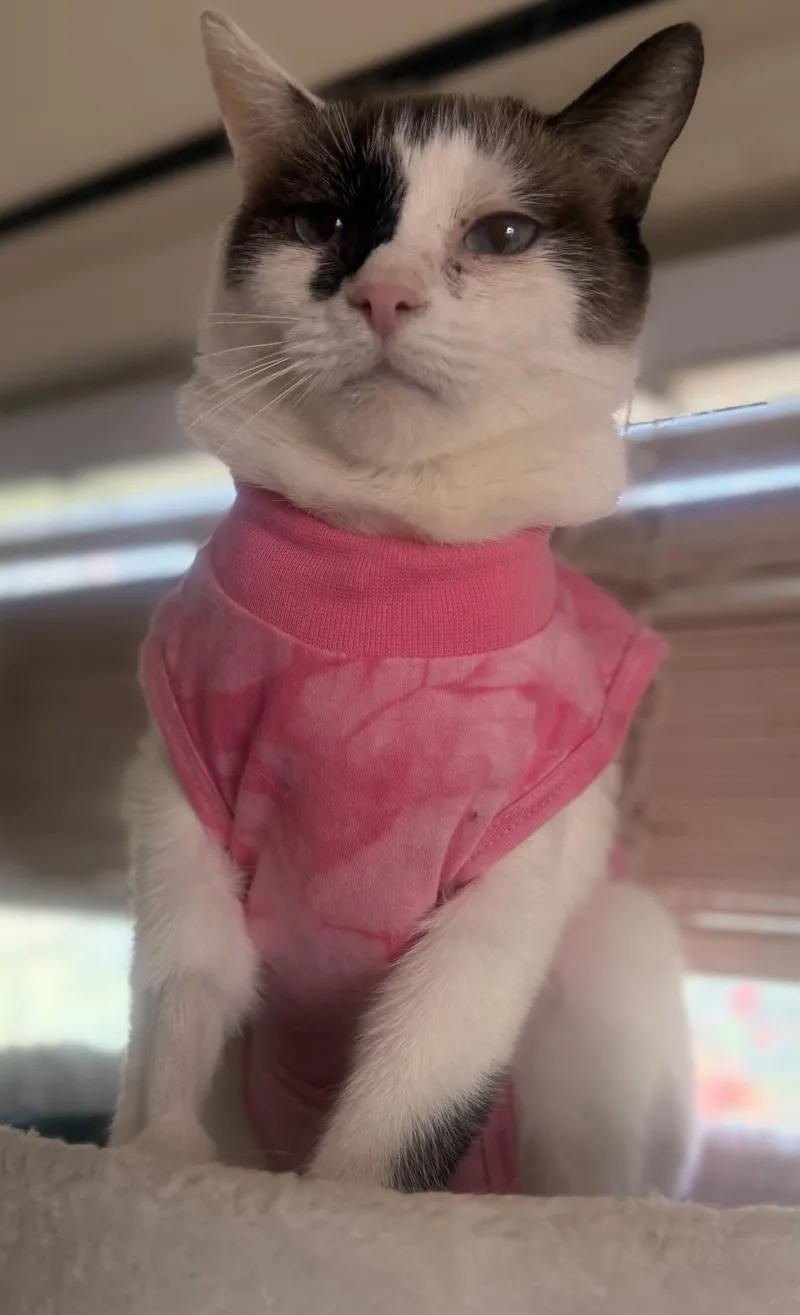 A young medium-sized female Snowshoe cat named Lulu Jones for adoption in Chandler, AZ