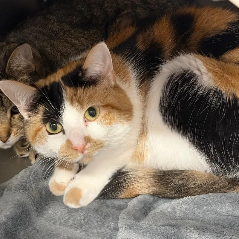 An adult medium-sized female Calico Domestic Short Hair cat named Sally for adoption in Ashtabula, OH