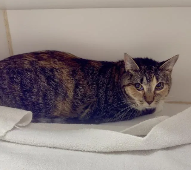 An adult large-sized female Domestic Short Hair cat named Muffin for adoption in Reisterstown, MD