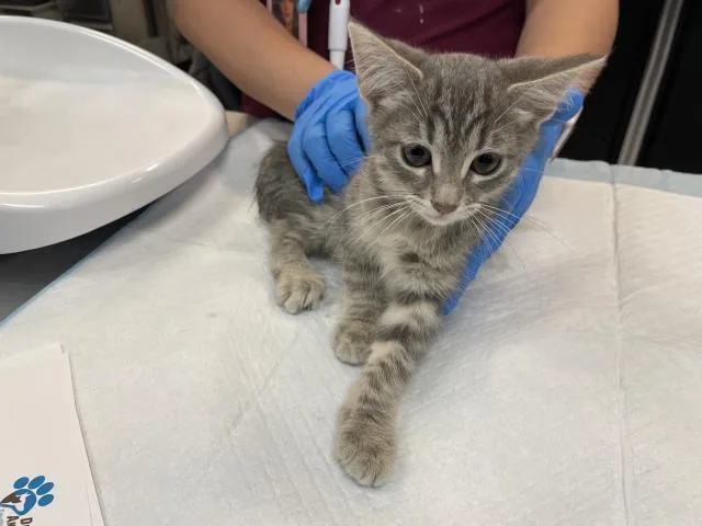 A baby small-sized female Domestic Short Hair cat named Galleria for adoption in Thousand Palms, CA