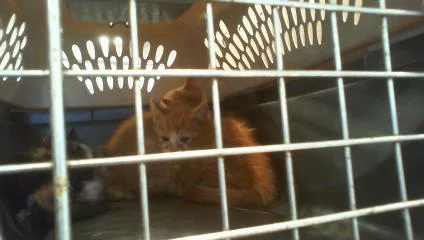 A baby small-sized male Domestic Short Hair cat named Meowzart for adoption in Charlotte, NC