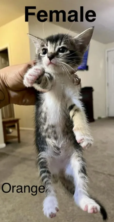 A baby small-sized female Domestic Short Hair cat named Sunkist for adoption in Tracy, CA