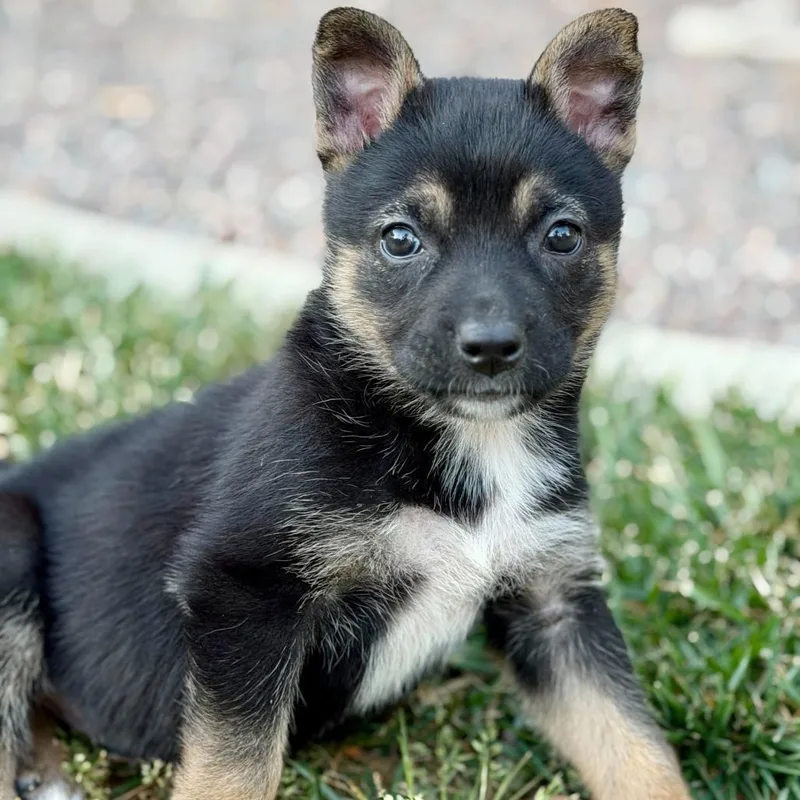 A baby small-sized female Black Cattle Dog dog named Karen for adoption in Riverside, CA